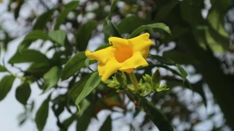 Allamanda flower Stock-Fotos