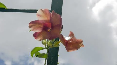 Allamanda Flower Stock-Fotos