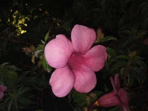 Allamanda flower Stock Photos