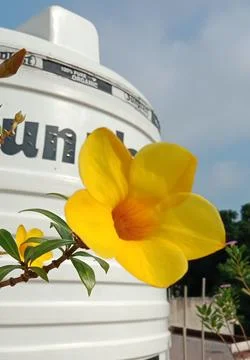 Allamanda Flower Stock Photos