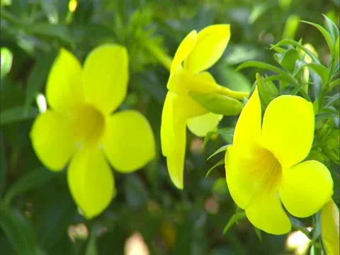 Allamanda Flowers 스톡 동영상 22243711