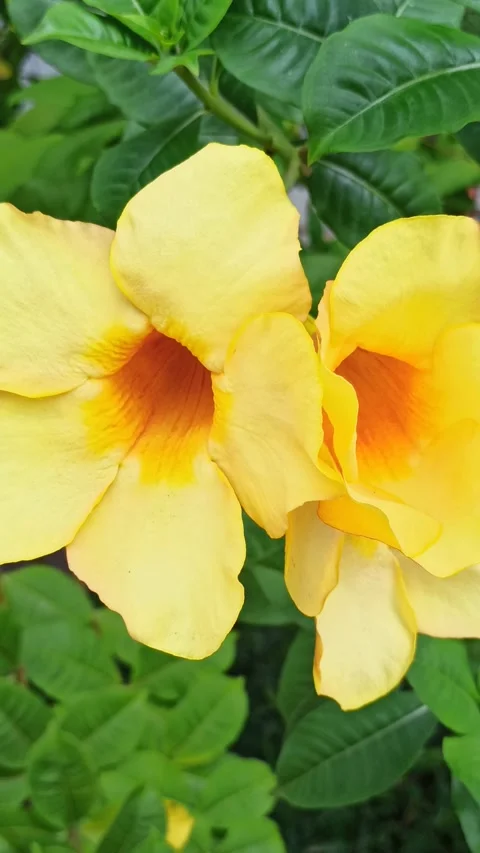 Allamanda flowers Stock Footage 279551024
