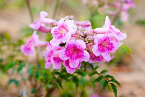 Allamanda flowers Stock Photos