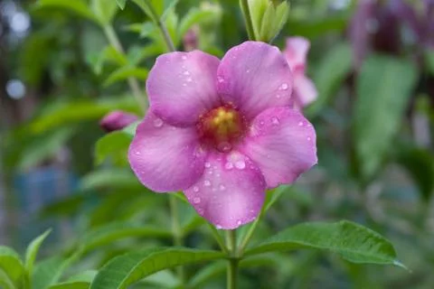 Allamanda flowers Stock Photos