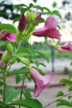 Allamanda flowers Foto stock