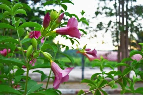 Allamanda flowers Foto stock