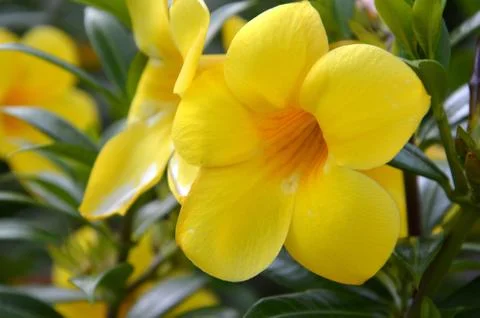Allamanda Stock Photos