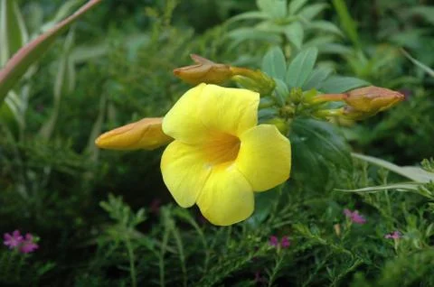 Allamanda Stock Photos