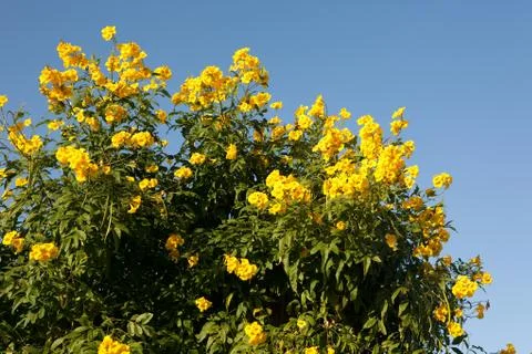 Allamanda Stock Photos