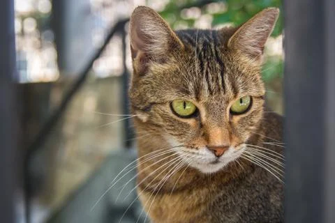 Allay cat closeup Фото