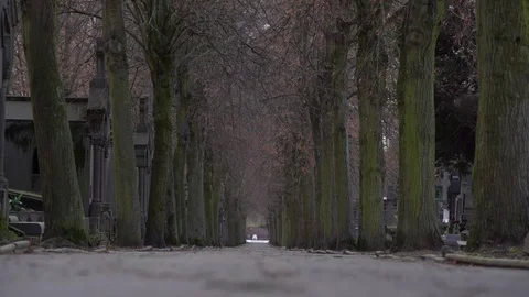 ALLEE ARBRES Stock Footage 124225876
