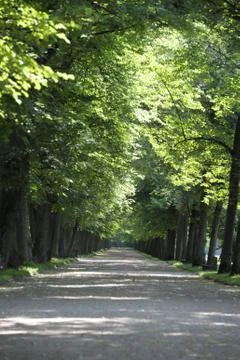 Allee Baumallee Stock Photos