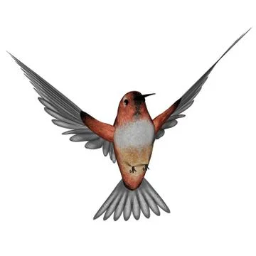 Allen hummingbird - 3D render Stock Illustration