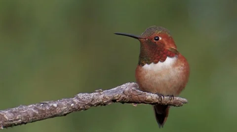 Allen's Hummingbird 2 Stock Footage 8510084