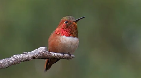 Allen's Hummingbird 3 Stock Footage 8510054