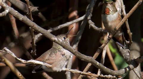 Allen's Hummingbird 4 Video stock 8510037