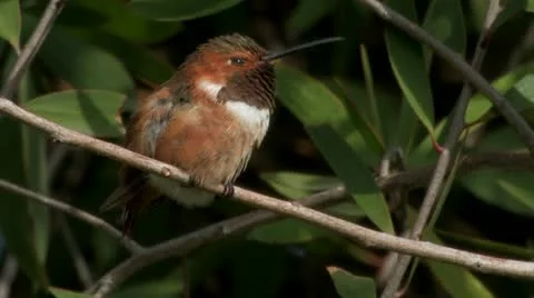 Allen''s Hummingbird catnaps while perching 1 스톡 동영상 22149508