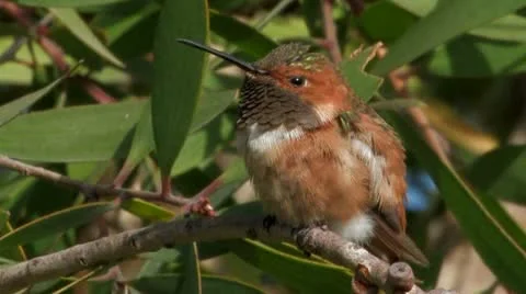 Allen's Hummingbird catnaps while perching 2 스톡 동영상 22149522
