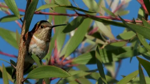 Allen's Hummingbird clings to leaf while blowing in the wind 스톡 동영상 22149433