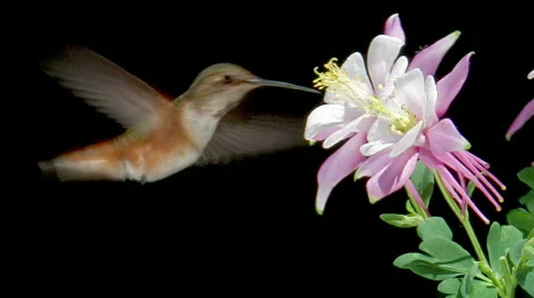 Allen's Hummingbird Stock Footage 478626