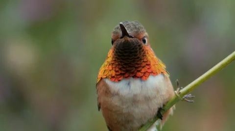 Allen's Hummingbird Stock Footage 35193952
