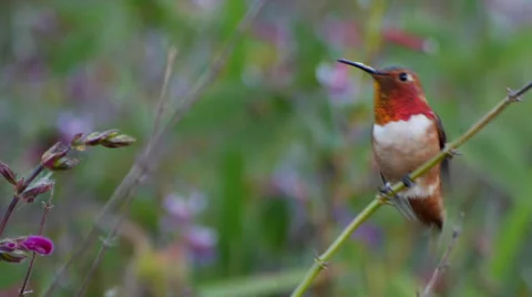 Allen's Hummingbird Stock Footage 35193964