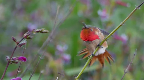 Allen's Hummingbird Stock Footage 35193978
