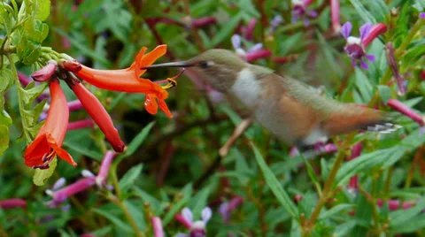 Allen's Hummingbird Stock Footage 35194003