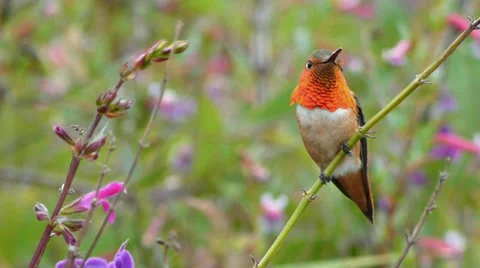 Allen's Hummingbird Stock Footage 35194020