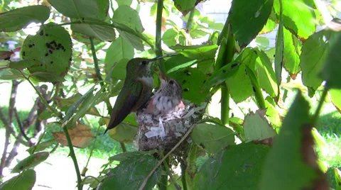 Allens Hummingbird multiple fly-in and out feedings Stock Footage 36929103