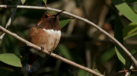 Allen's Hummingbird perches, curses, attacks 스톡 동영상 22149538