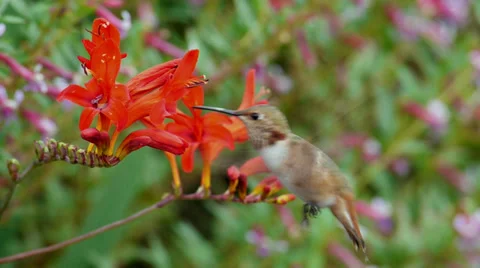 Allen's Hummingird Stock Footage 35193992