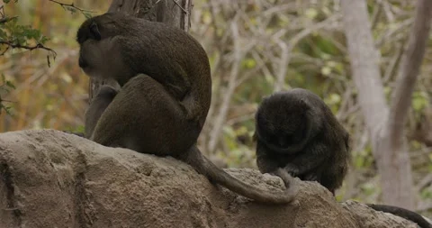 Allen's Swamp Monkey Pair Grooming Cleaning Looking For Parasites on Tail Video stock 199754427