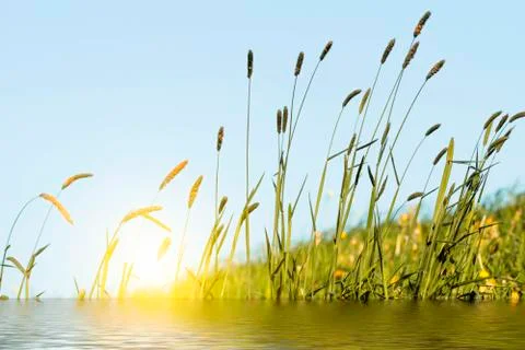 Allergens - Allergy Stock Photos