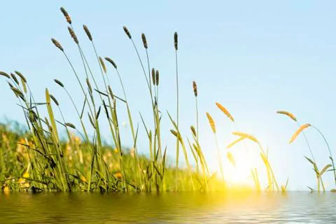 Allergens Stock Photos