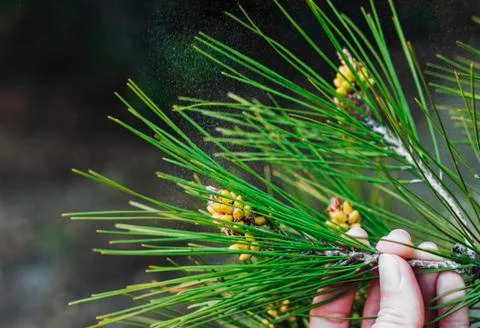 Allergic to pollen in the spring Stock Photos