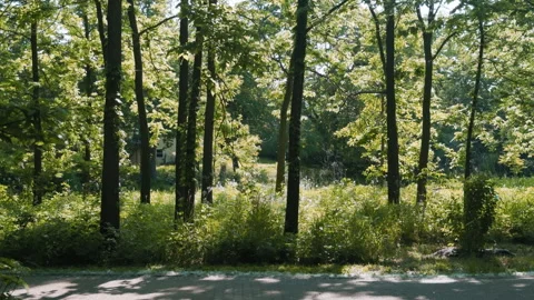 Allergic problems. Dandelion fluff lies on green grass in summer. Slow motion 스톡 동영상 314035095