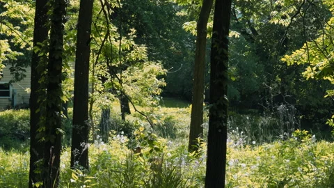 Allergic problems. Dandelion fluff lies on green grass in summer. Slow motion Stock Footage 314925650