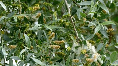 Allergic willow tree pollen, 스톡 동영상 104624097