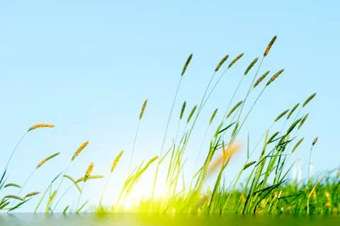 Allergie Stock Photos