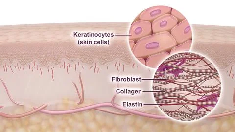 Allergies, which can occur due to various reasons and in many different ways, Stock Illustration