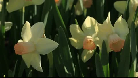 Allergy Season Stock Footage 11060193