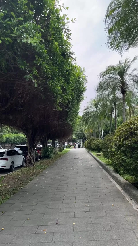 Alley and trees Stock Footage 334533979