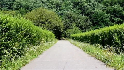 An alley of bushes with trees in the background Stock Footage