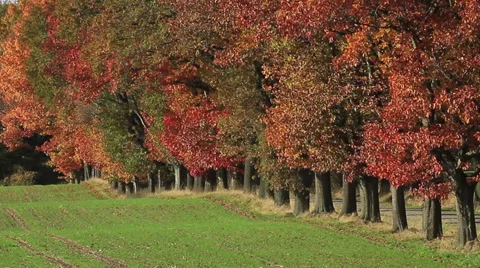 Alley in Fall Stock Footage 32209709
