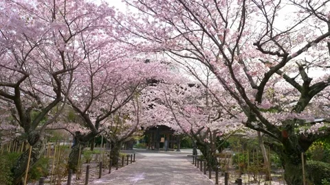 Alley lined with Cherry trees in bloom in a traditional Japanese shrine, sakura Stock Footage 236896599