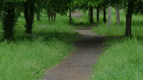 Alley with a path Stock Footage 194114846