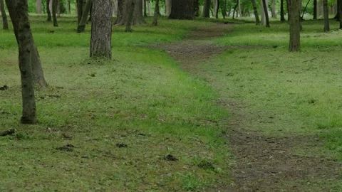 Alley with a path Stock Footage 194115045