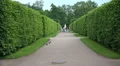 Alley. Pushkin. Catherine Park. Tsarskoye Selo. 4K. 4k or 4k+ Resolution
