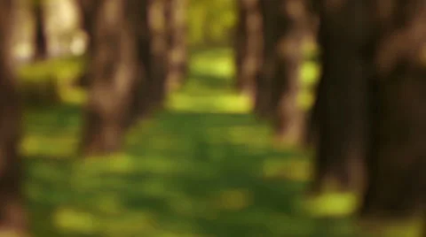 Alley trees Stock Footage 50096713